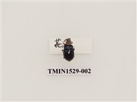 藏品(大琉璃擬守瓜)的圖片